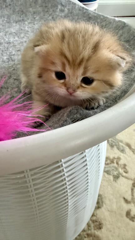 Golden Crown Kittens photo 6