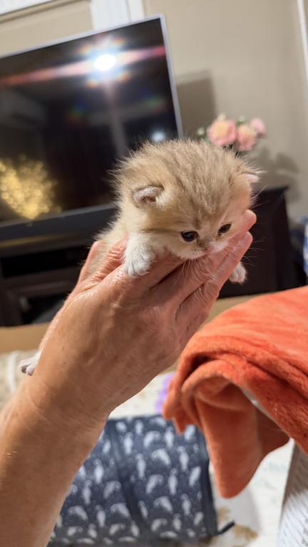 Golden Crown Kittens photo 4