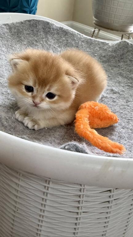 Golden Crown Kittens photo 7