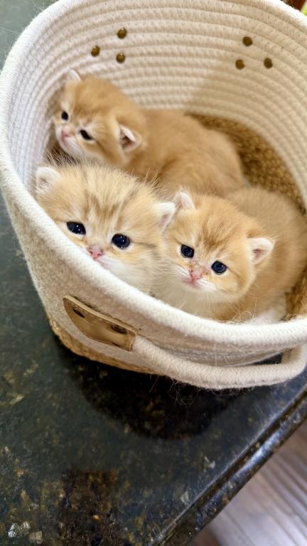Golden Crown Kittens photo 8
