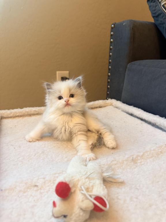 Boy And Or Girl Ragdoll Kittens photo 4