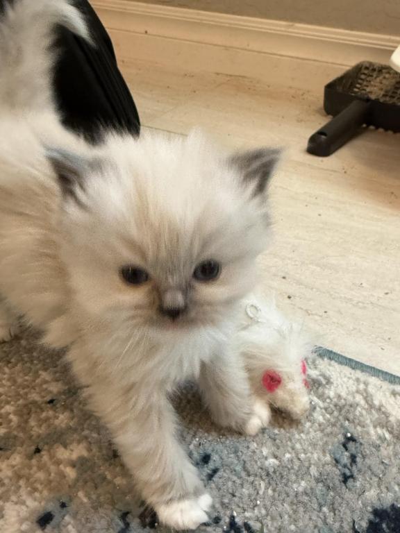 Boy And Or Girl Ragdoll Kittens photo 3