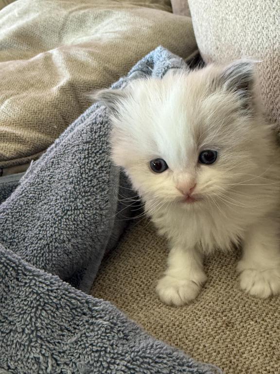 Boy And Or Girl Ragdoll Kittens photo 2