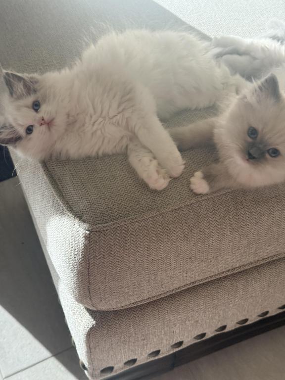 Boy And Or Girl Ragdoll Kittens photo 1