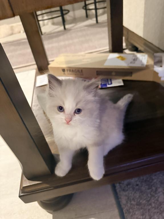 Boy And Or Girl Ragdoll Kittens photo 5