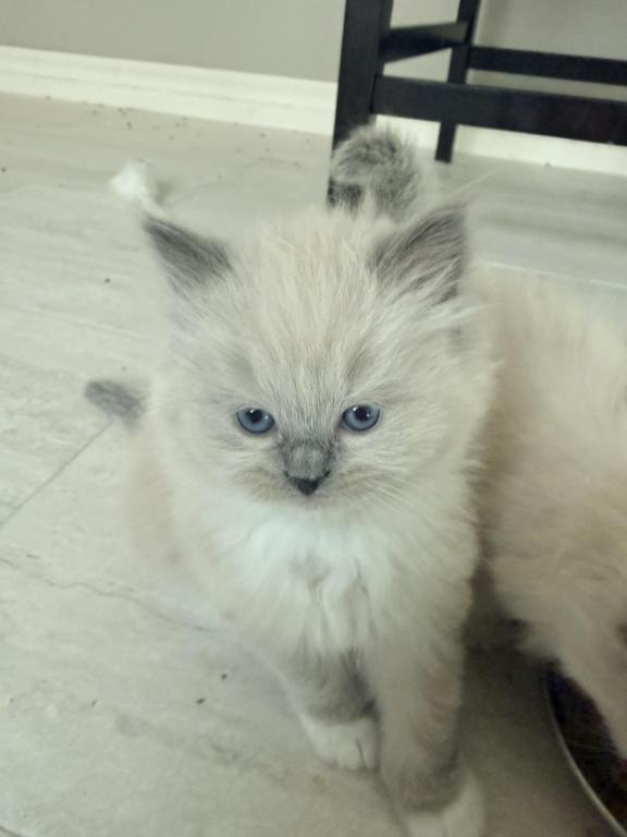 Ragdoll Cutie Kitties photo 1