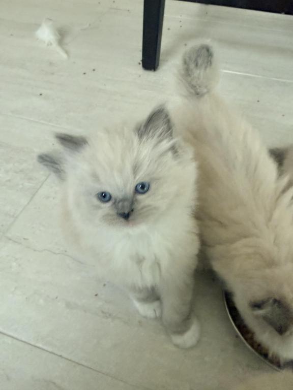 Ragdoll Cutie Kitties photo 2