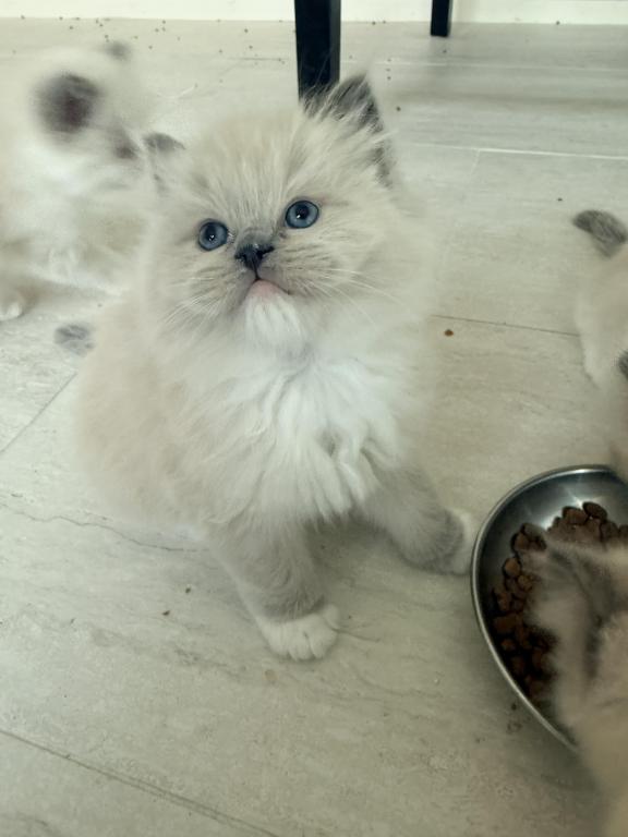 Ragdoll Cutie Kitties photo 3