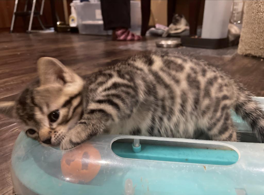 Bengal Siamese photo 1