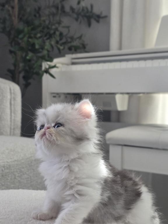 CFA Championline Kittens photo 3