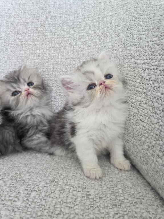 CFA Championline Kittens photo 1
