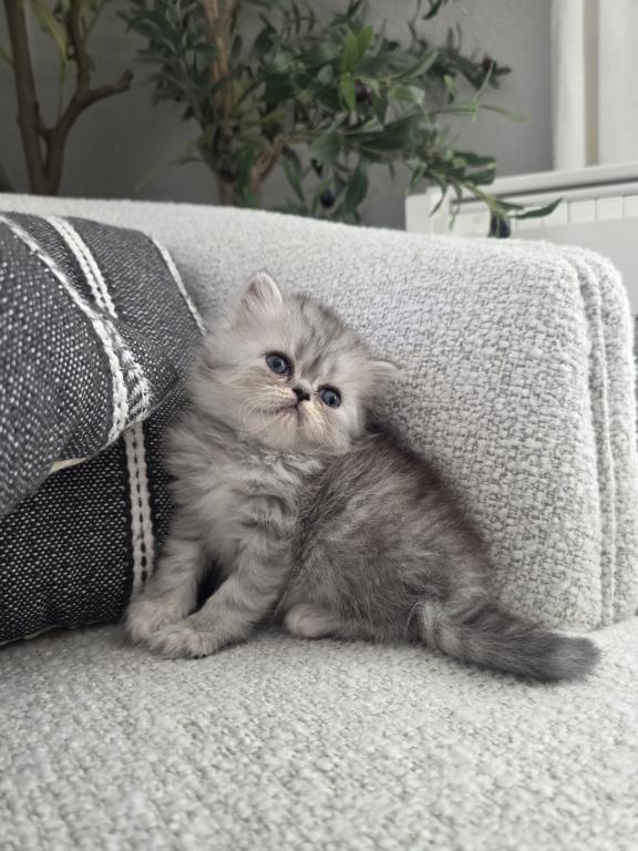 CFA Championline Kittens photo 2
