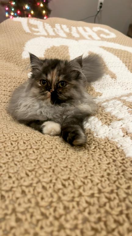 Mocha Tortoiseshell Persian photo 6