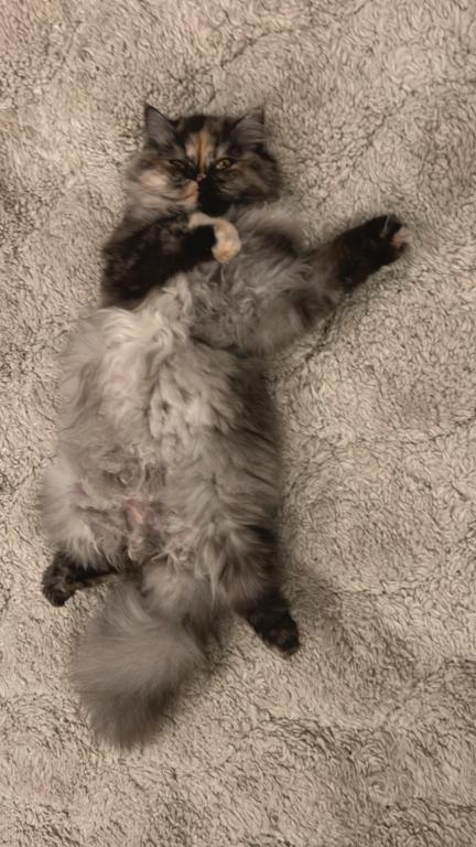 Mocha Tortoiseshell Persian photo 2