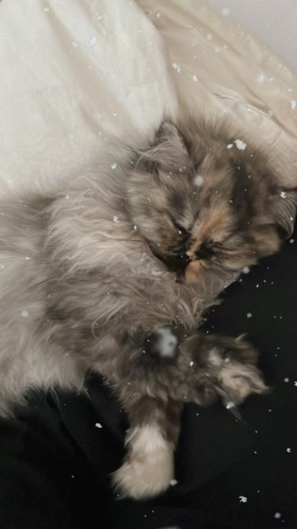 Mocha Tortoiseshell Persian photo 3