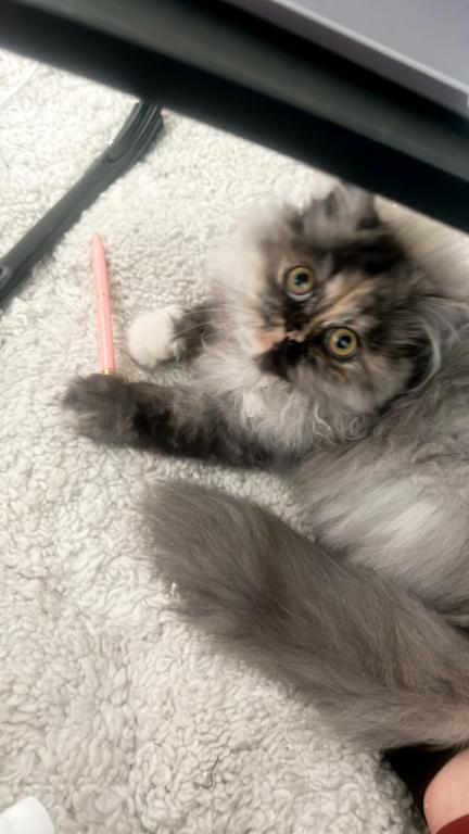 Mocha Tortoiseshell Persian photo 5