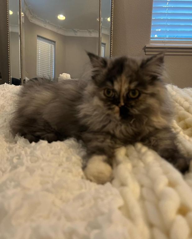 Mocha Tortoiseshell Persian photo 4