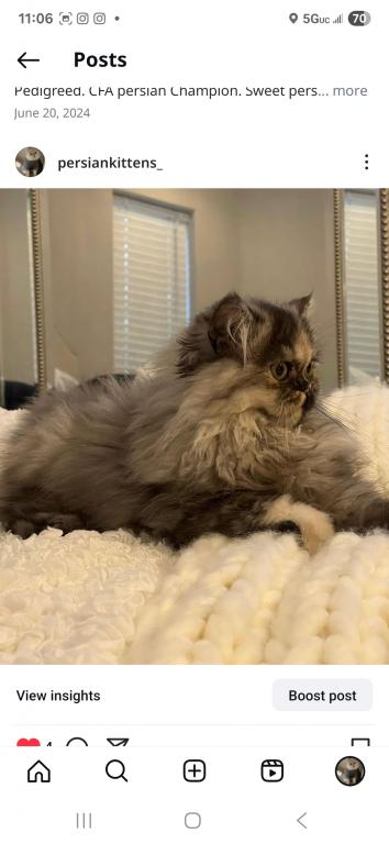 Mocha Tortoiseshell Persian photo 1