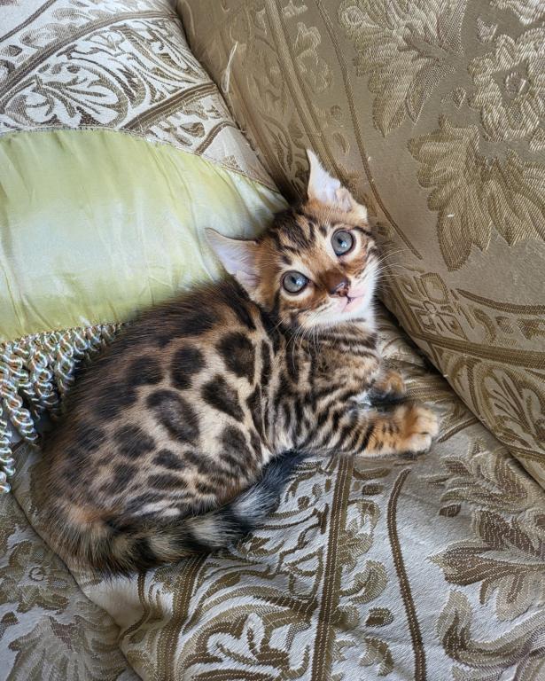 Bengal Gorgeous Kittens Available Now photo 1