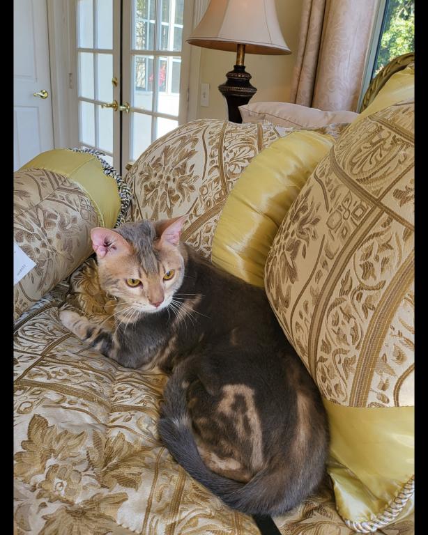 Bengal Gorgeous Kittens Available Now photo 9