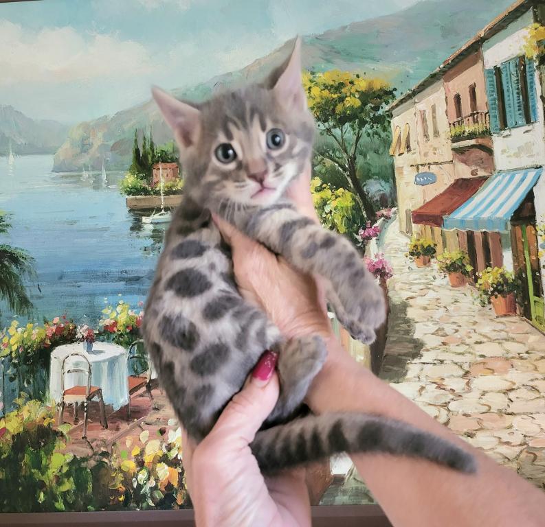Bengal Gorgeous Kittens Available Now photo 6