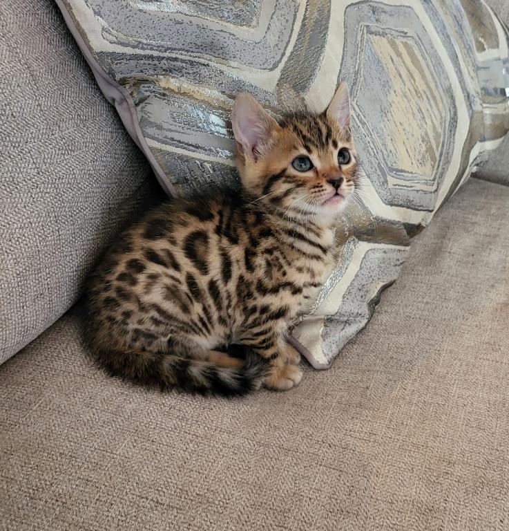 Bengal Gorgeous Kittens Available Now photo 5