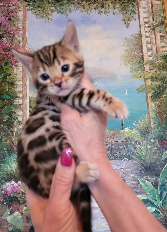 Bengal Gorgeous Kittens Available Now photo 3