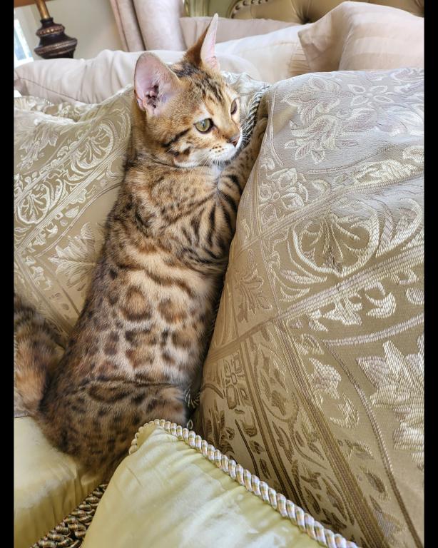 Bengal Gorgeous Kittens Available Now photo 8