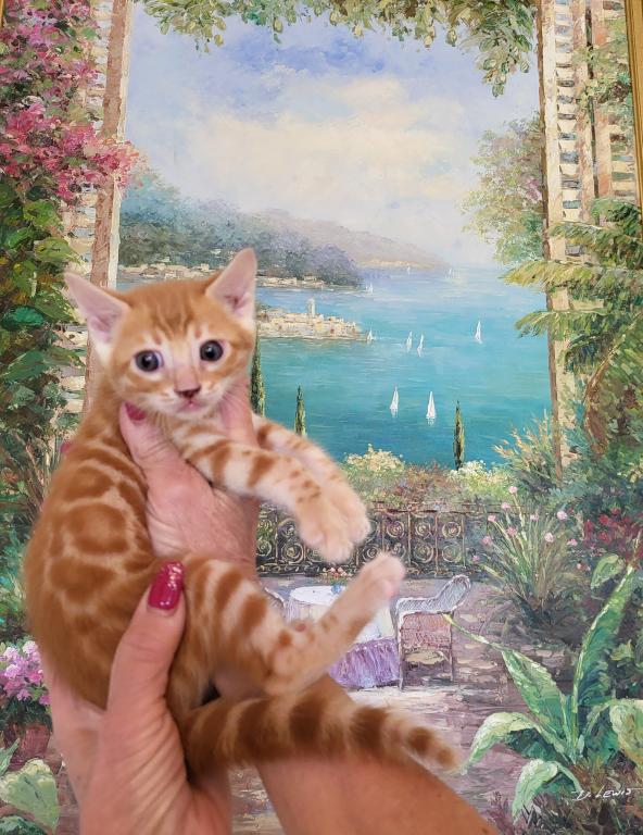 Bengal Gorgeous Kittens Available Now photo 2