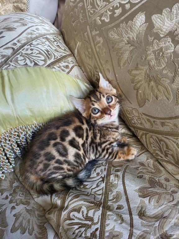 Bengal Gorgeous Kittens Available Now photo 4