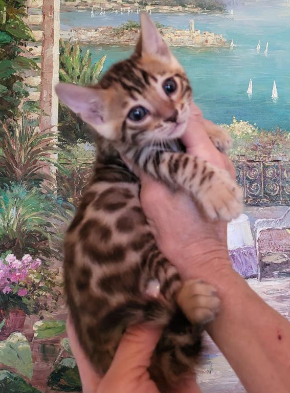 Bengal Gorgeous Kittens Available Now photo 7