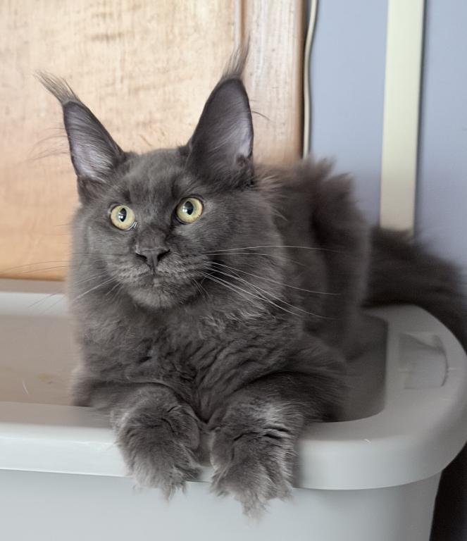 Gracie Everythingcoon photo 15