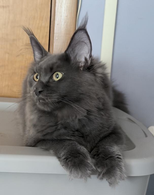 Gracie Everythingcoon photo 8