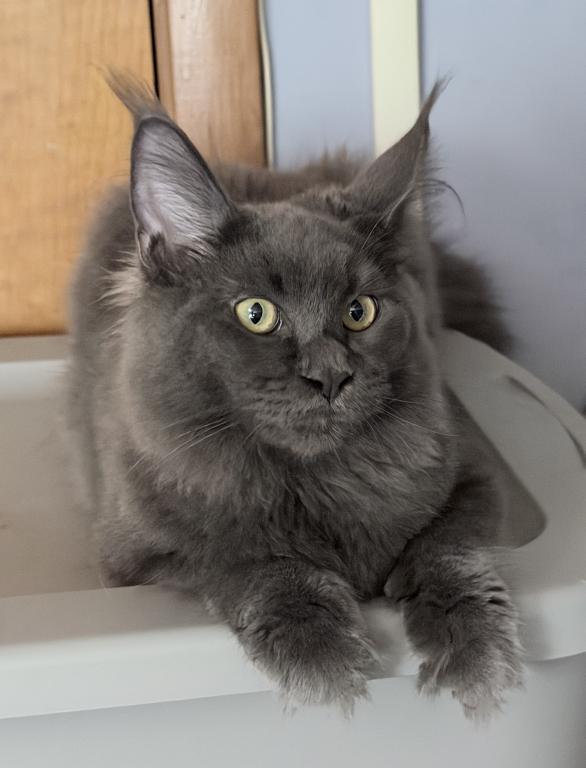 Gracie Everythingcoon photo 4