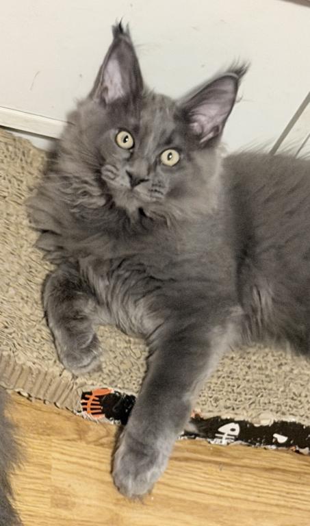 Gracie Everythingcoon photo 20