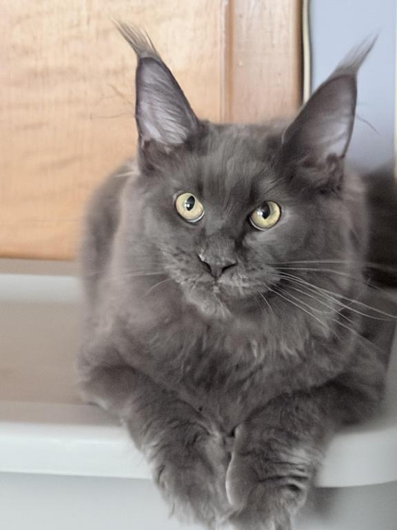 Gracie Everythingcoon photo 16