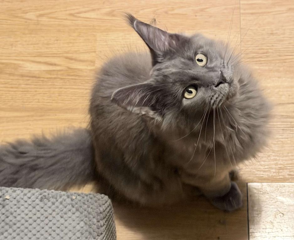 Gracie Everythingcoon photo 1