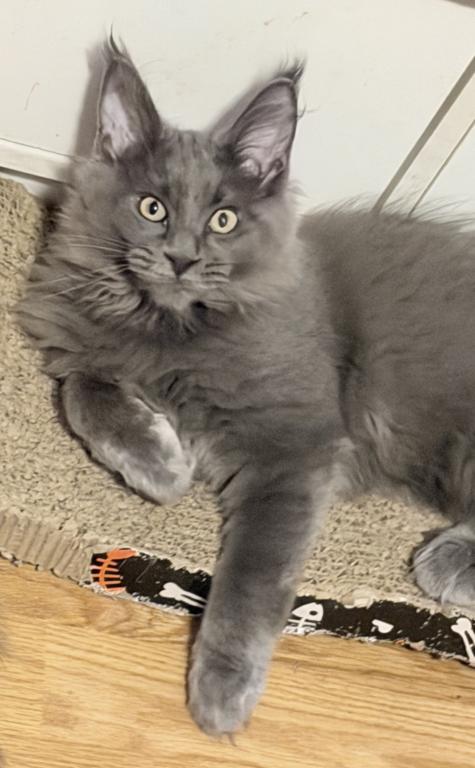 Gracie Everythingcoon photo 23