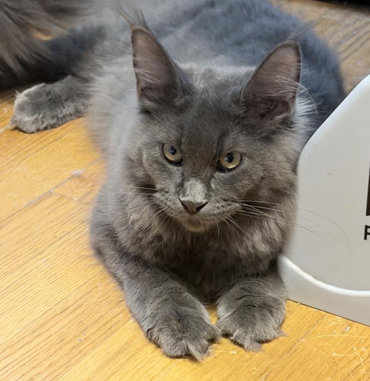 Gracie Everythingcoon photo 28