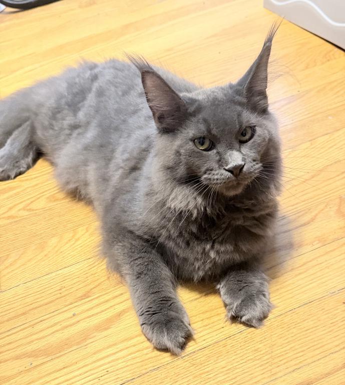 Gracie Everythingcoon photo 29