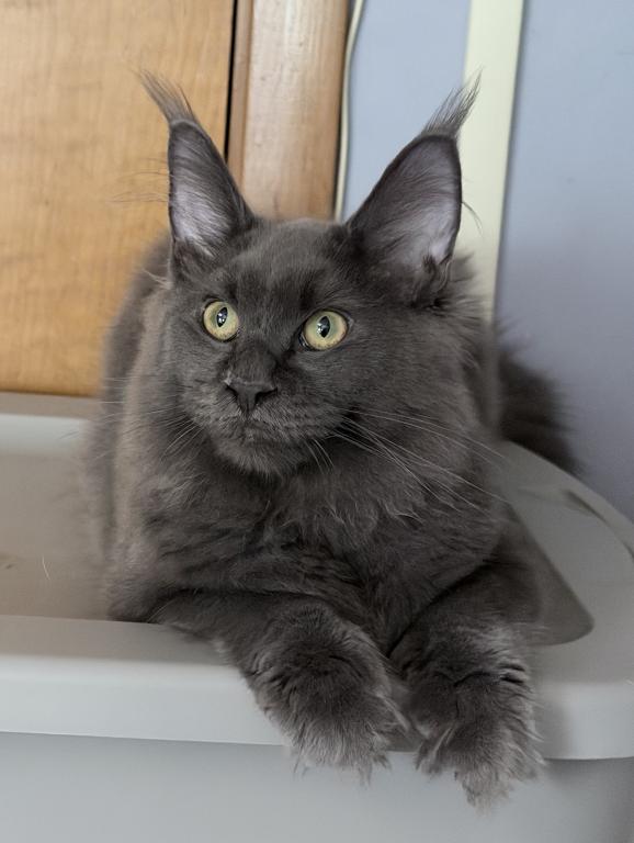 Gracie Everythingcoon photo 6