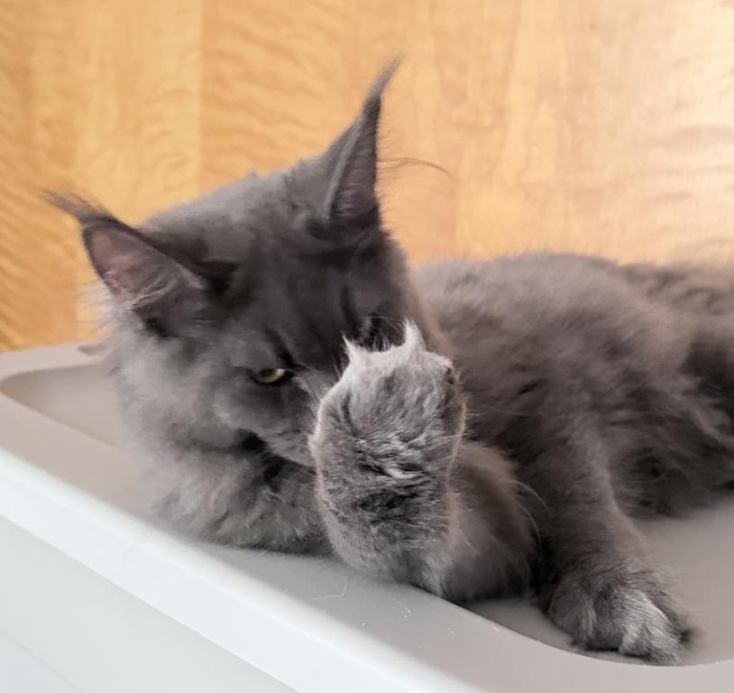 Gracie Everythingcoon photo 2