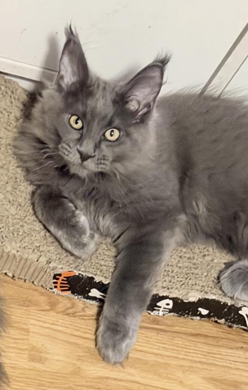 Gracie Everythingcoon photo 22