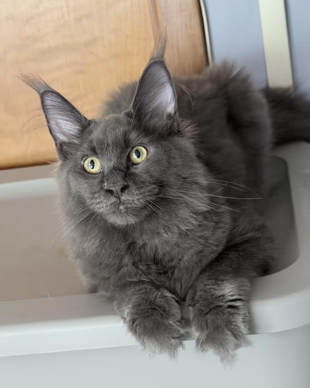 Gracie Everythingcoon photo 5
