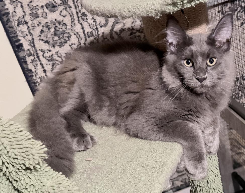 Gracie Everythingcoon photo 24