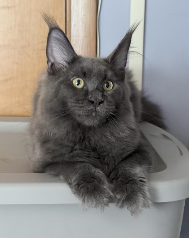 Gracie Everythingcoon photo 7