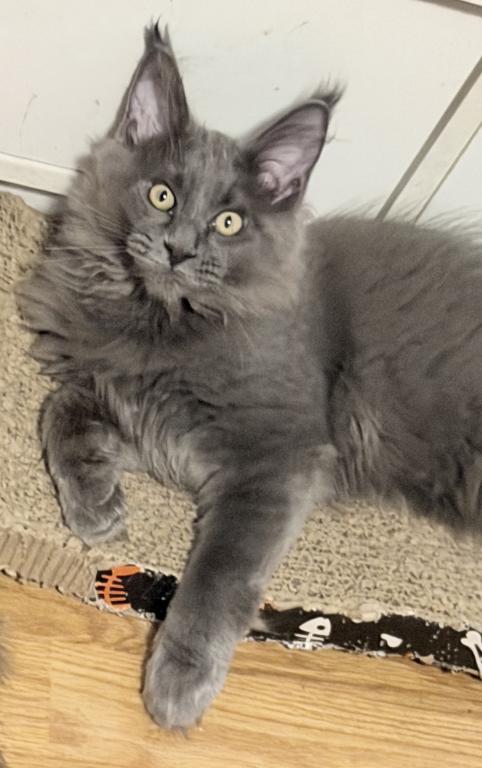 Gracie Everythingcoon photo 21