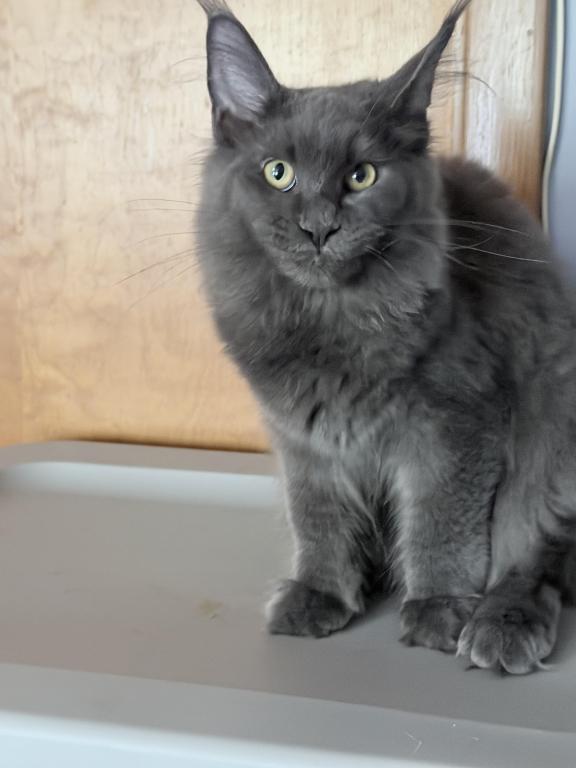 Gracie Everythingcoon photo 12