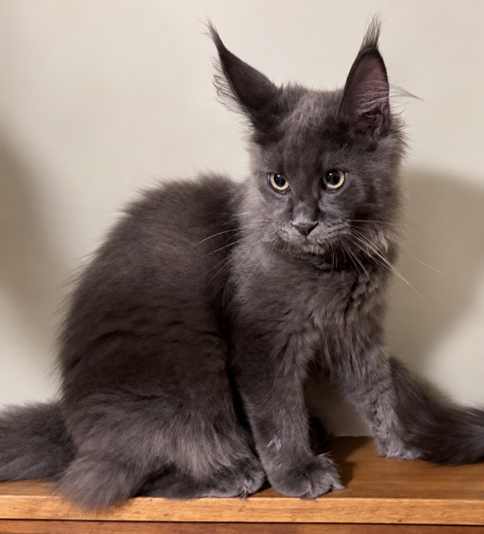 Gracie Everythingcoon photo 26