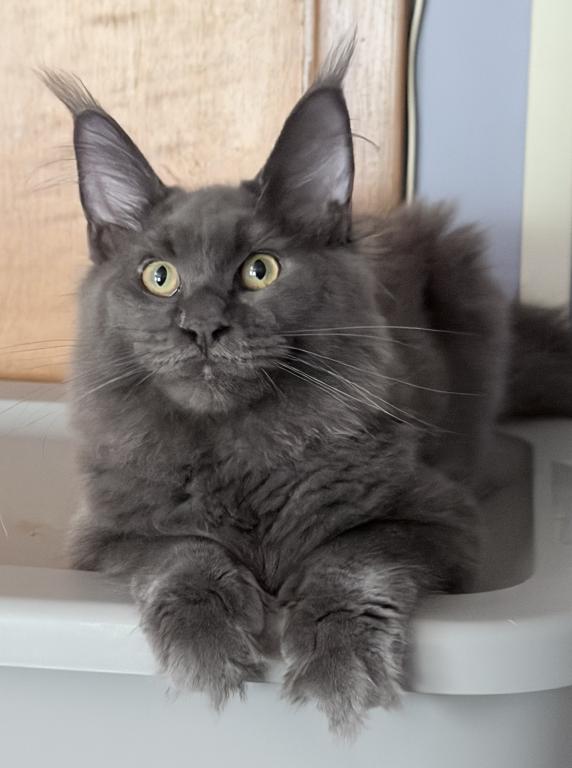 Gracie Everythingcoon photo 13
